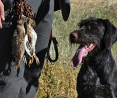 La caza de la codorniz con perro de muestra